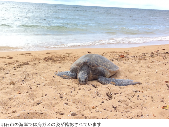 明石海岸では海ガメが確認されています