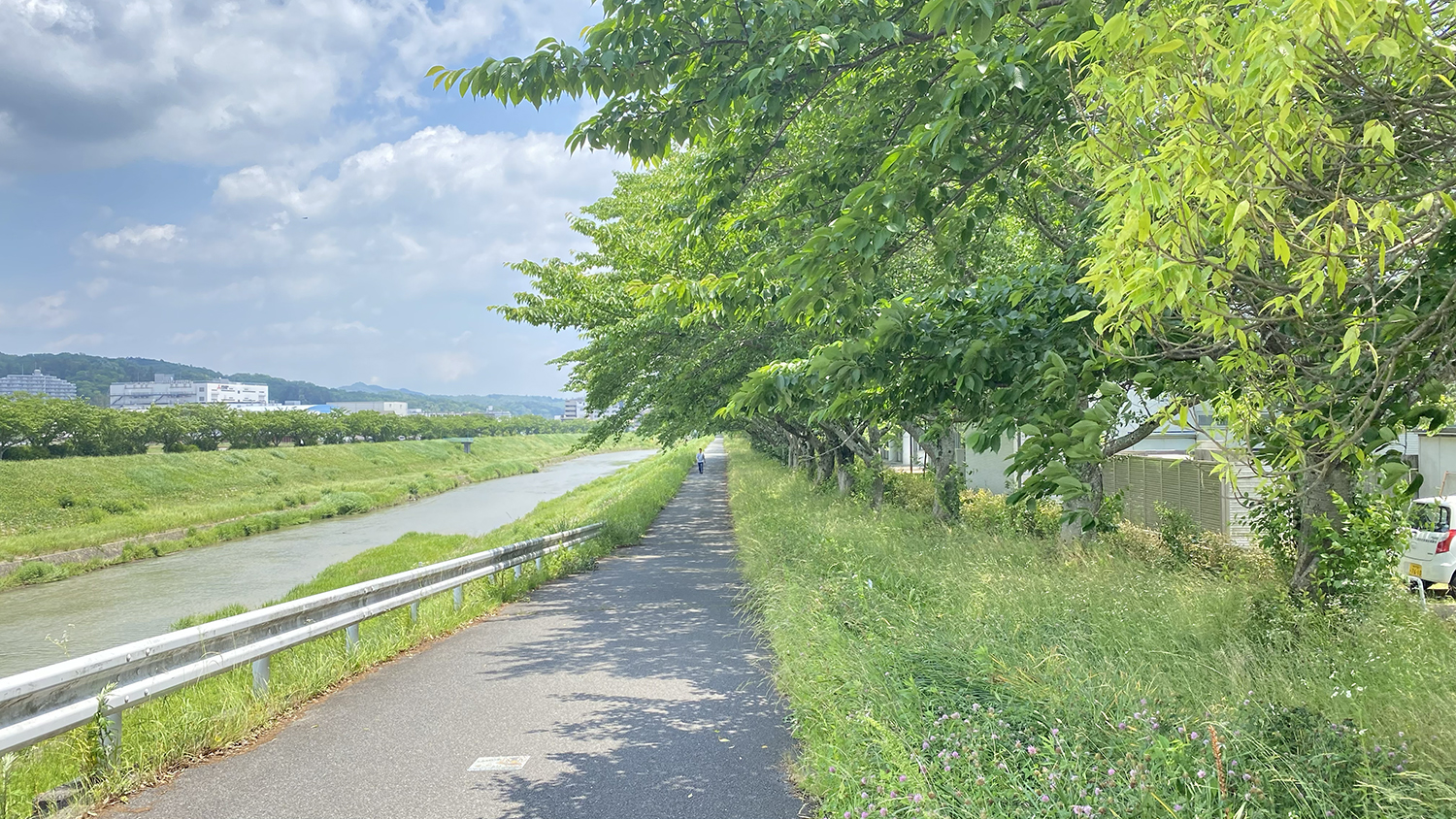 川沿いに並ぶ桜並木。武庫川さくらの路緑2号線